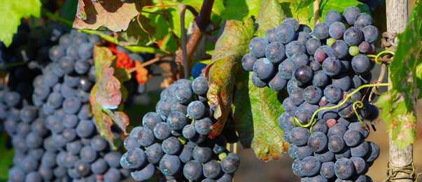 fresh wine grapes homemade red white varieties